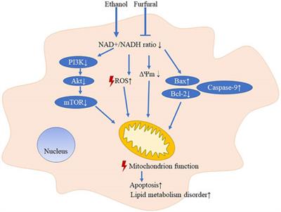 Furfural Produces Dose-Dependent Attenuating Effects on Ethanol-Induced Toxicity in the Liver